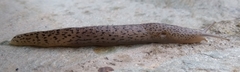 Limax conemenosi