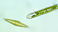 Naviculales