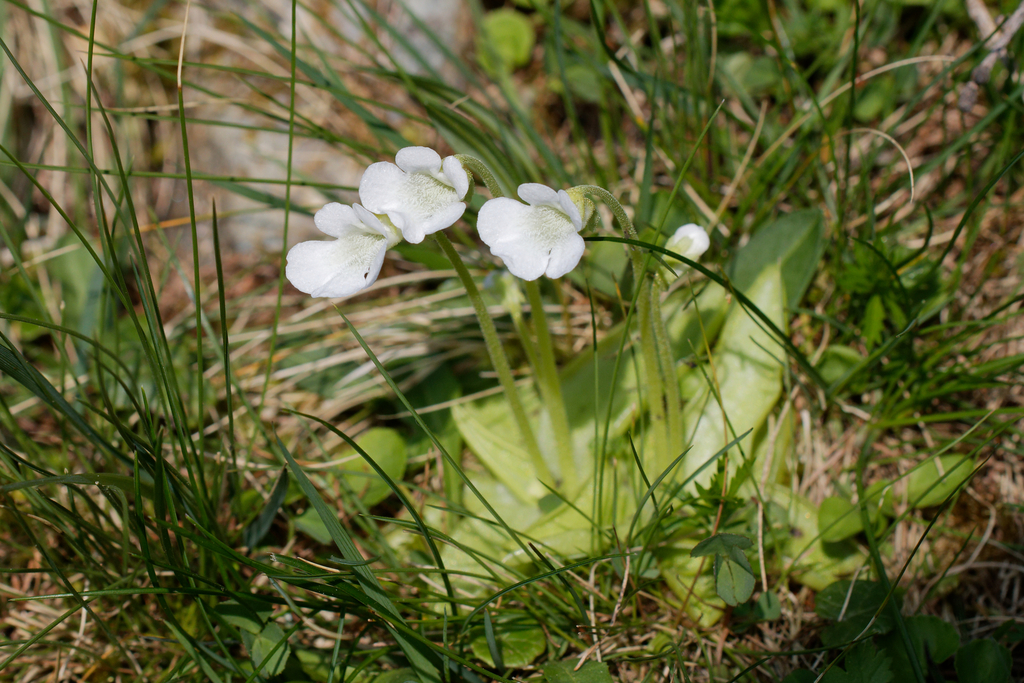 Pinguicula