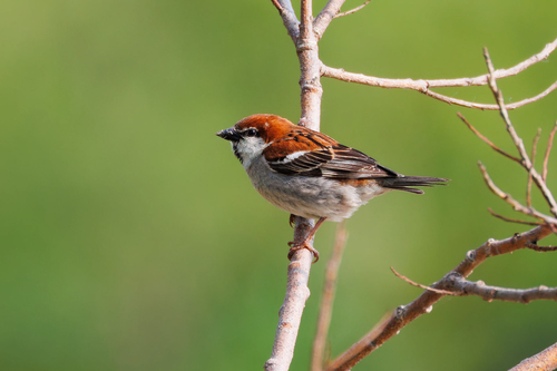 Russet Sparrow (Passer cinnamomeus), photo 2