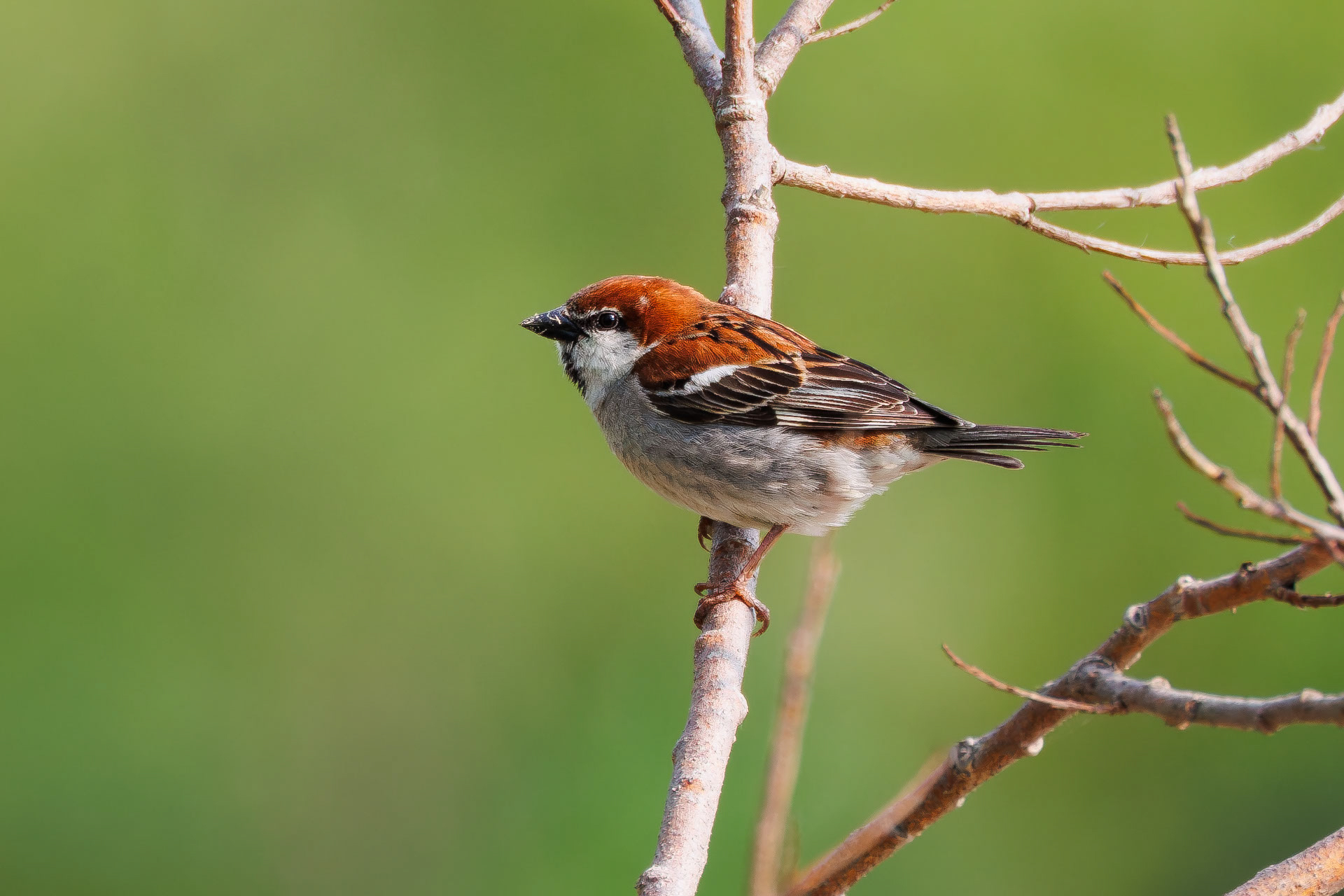 Russet Sparrow illustration