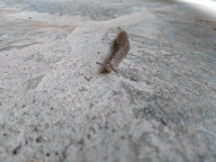 Limax conemenosi