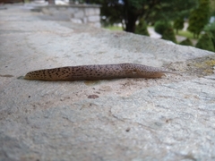 Limax conemenosi
