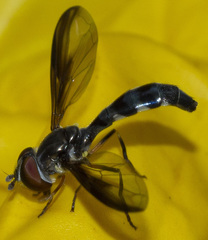 Pelecinobaccha costata
