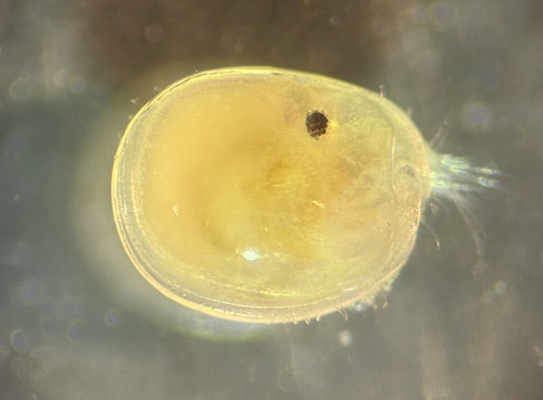 Amboleberis americana