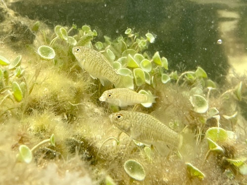 Goldspotted killifish (Floridichthys carpio) — Cyprinodontidae