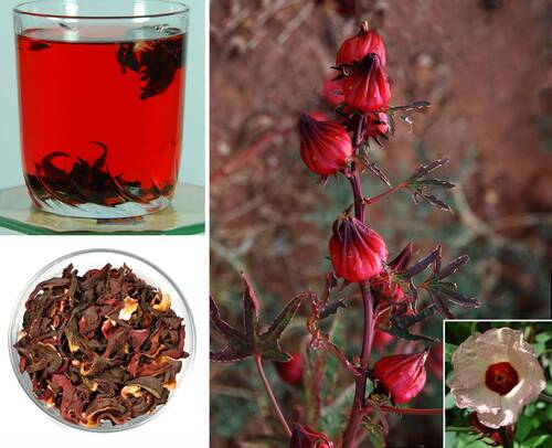 Sorrel