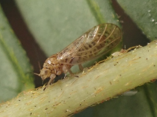 Acacia Psyllid photo 4