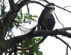 Cercopithecus ascanius