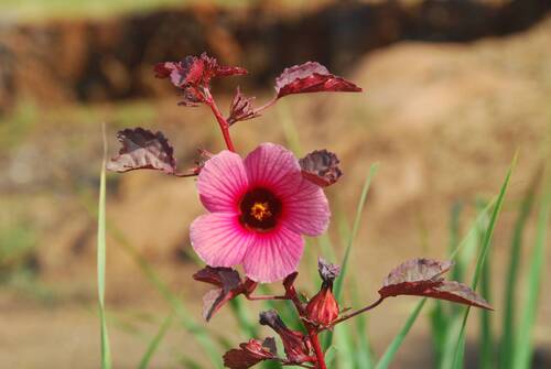 cranberry hibiscus