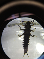 Pteronarcys comstocki