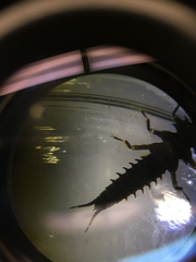 Pteronarcys comstocki