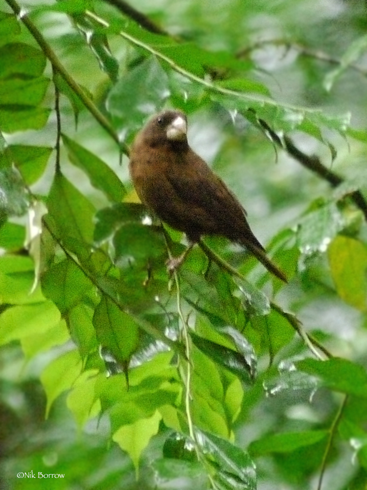 Sao Tome Grosbeak