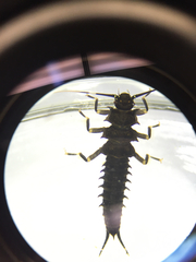 Pteronarcys comstocki