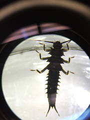 Pteronarcys comstocki