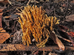 Phaeoclavulina echinovirens