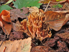 Ramaria apiculata