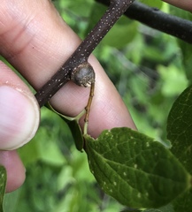 Pachypsylla celtidisgemma