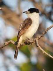 Xenopsaris albinucha