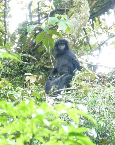 West Javan Ebony Langur