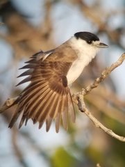 Xenopsaris albinucha