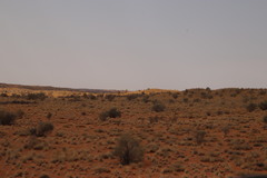 Vachellia haematoxylon