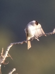 Xenopsaris albinucha