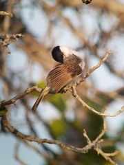 Xenopsaris albinucha