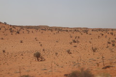 Vachellia haematoxylon