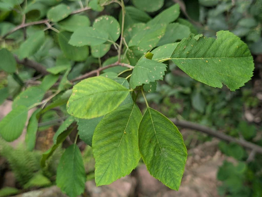 Amelanchier humilis; photograph (c) Jeff Hansen, some rights reserved (CC BY)