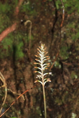Cranichis ciliata