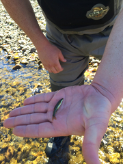 Rhinichthys cataractae