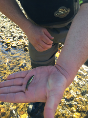 Rhinichthys cataractae