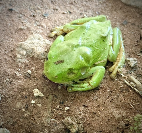 Green Tree Frog