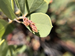 Arctostaphylos pungens