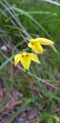 Diuris behrii