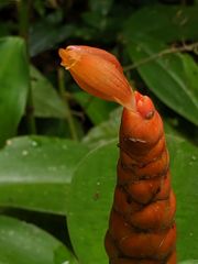 Costus pulverulentus