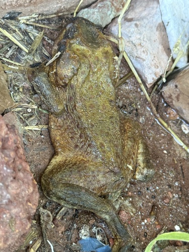 Cane Toad