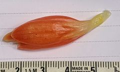 Costus pulverulentus