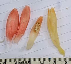 Costus pulverulentus