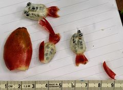 Costus pulverulentus