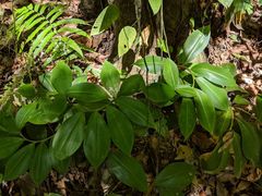 Costus pulverulentus