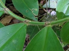 Costus pulverulentus