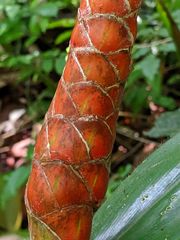 Costus pulverulentus