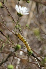 Heliothis