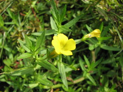 Gratiola aurea