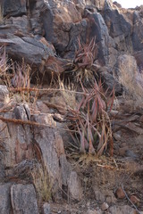 Aloe gariepensis