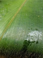 Costus pulverulentus