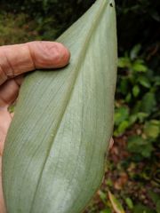 Costus pulverulentus