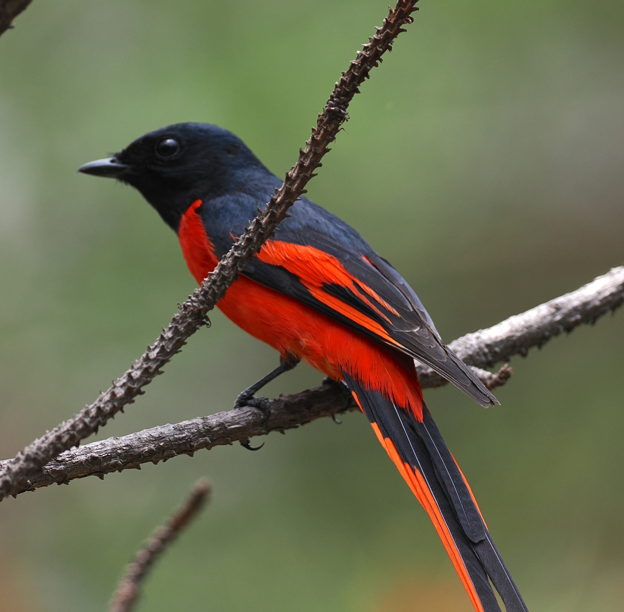 Long-tailed Minivet